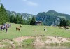 FOTO in VIDEO: Gorski dan ~ Zmenki nad 1.500 metrov nadmorske višine